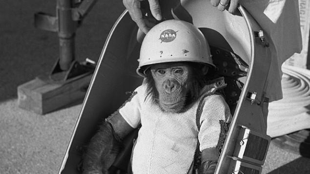The Real Life Space Monkey