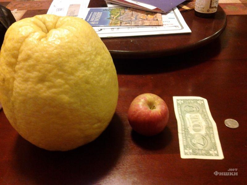 Unusual Lemon!