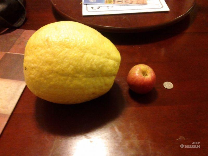 Unusual Lemon!