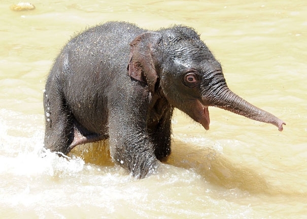 Baby Elephant Going for a Swin with his Mom for the First Time
