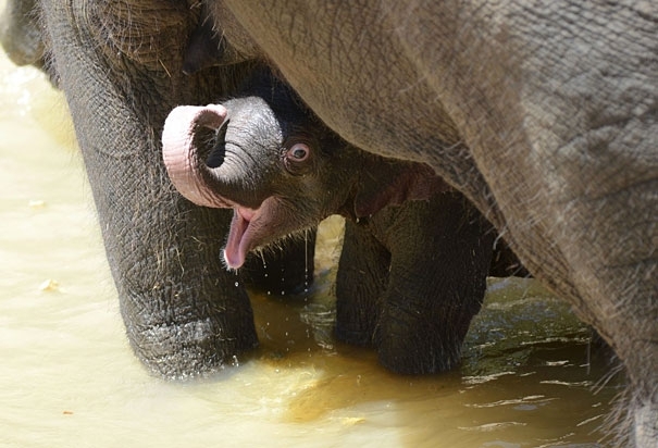 Baby Elephant Going for a Swin with his Mom for the First Time