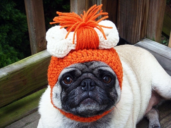 Hilarious Fashion Accessories For Your Dog