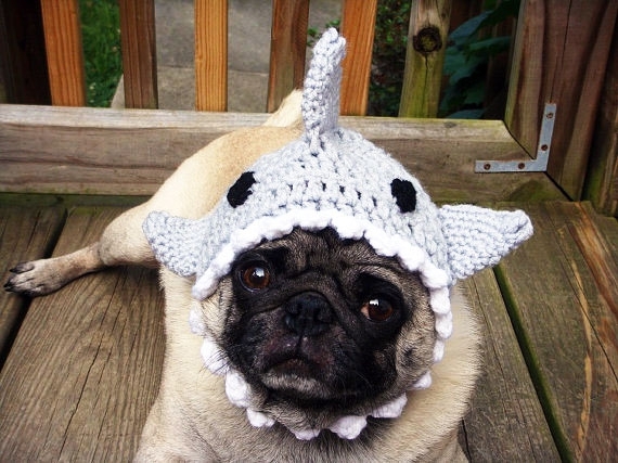 Hilarious Fashion Accessories For Your Dog