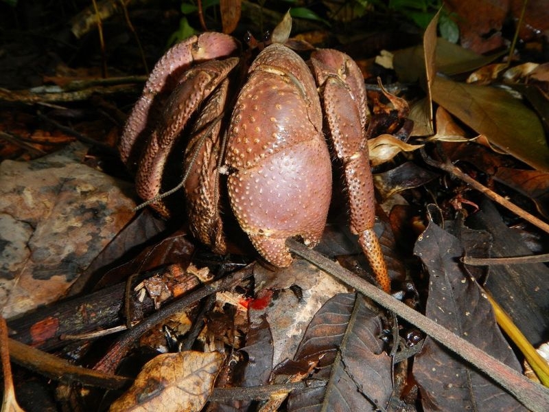 Coconut Crab