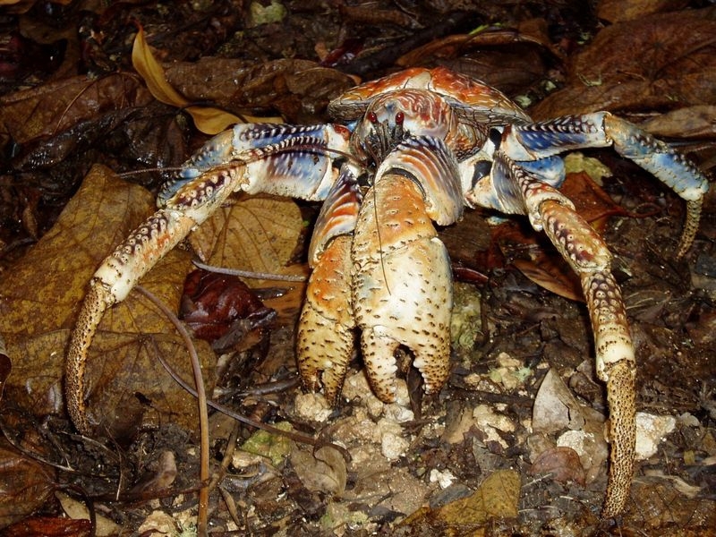 Coconut Crab