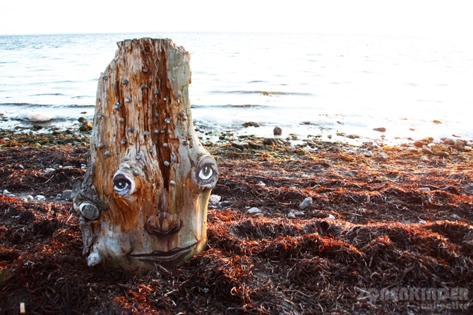 Expressive Faces Emerge From Rotting Tree Trunks 