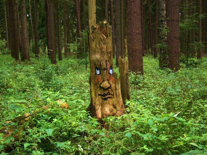 Expressive Faces Emerge From Rotting Tree Trunks 