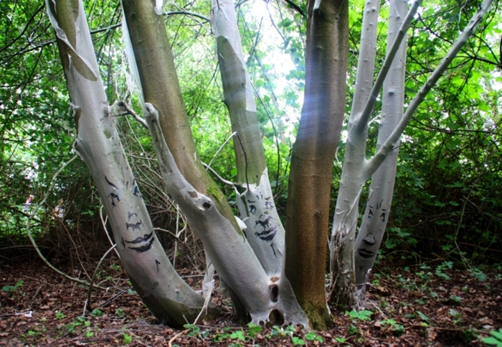 Expressive Faces Emerge From Rotting Tree Trunks 