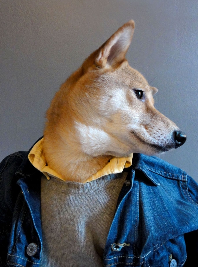 Stylish Dog is the Hottest Fashion Model in Town