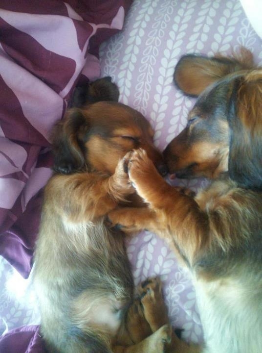 Adorable Sleepy Puppies!