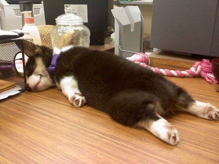 Adorable Sleepy Puppies!