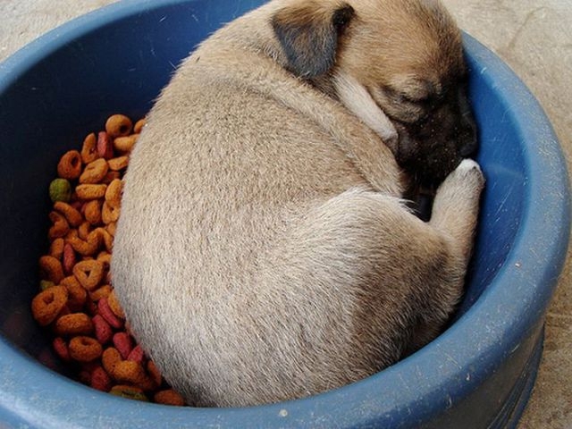 Adorable Sleepy Puppies!