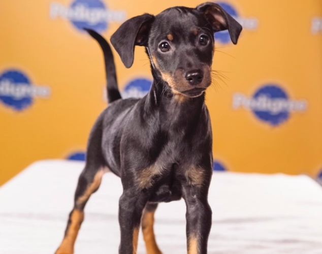 Puppy Bowl 2013 for those who like Puppies more than Football 