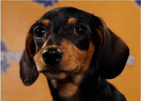 Puppy Bowl 2013 for those who like Puppies more than Football 