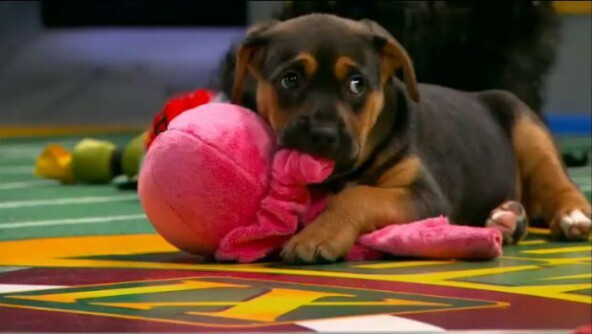 Puppy Bowl 2013 for those who like Puppies more than Football 