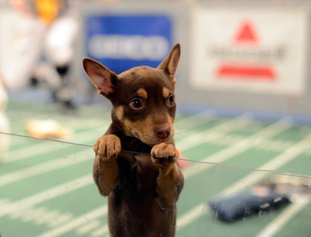 Puppy Bowl 2013 for those who like Puppies more than Football 