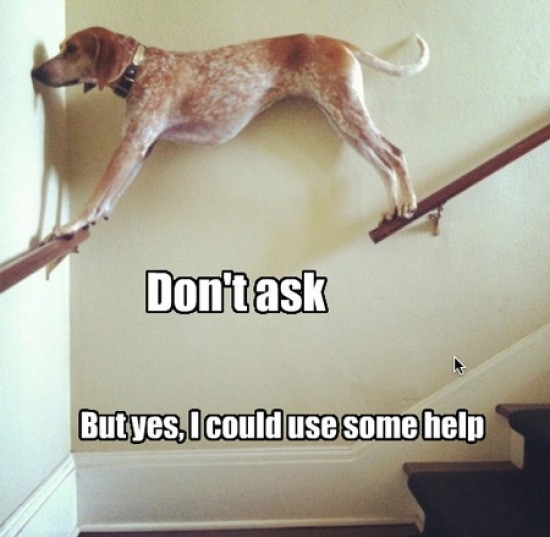 Animals stuck in bad situations = Funny for Humans. 