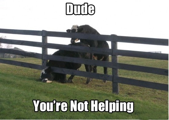 Animals stuck in bad situations = Funny for Humans. 