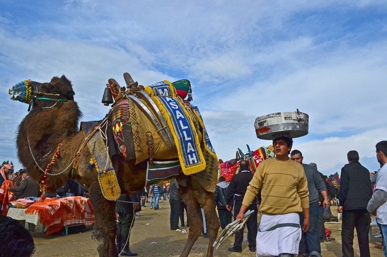 Camel Wrestling in Turkey