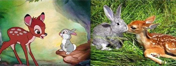 Animals. Animation vs Real Life 