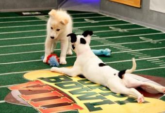 Puppy Super Bowl  :)