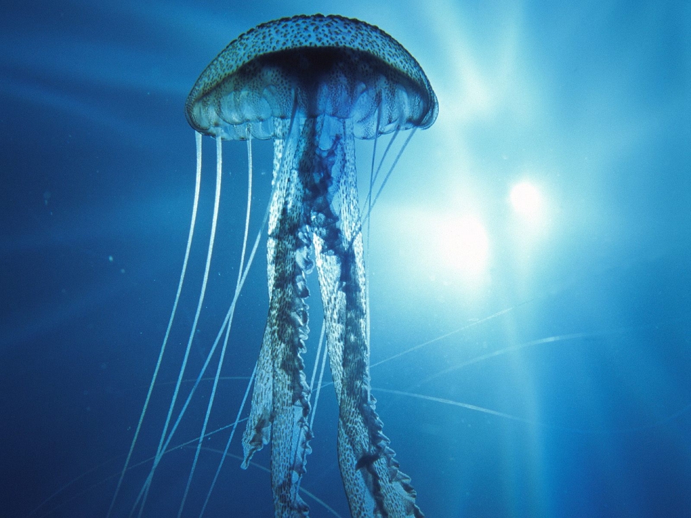 World's 10 Most Beautiful Jellyfish.
