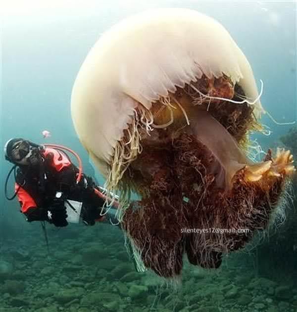 World's 10 Most Beautiful Jellyfish.