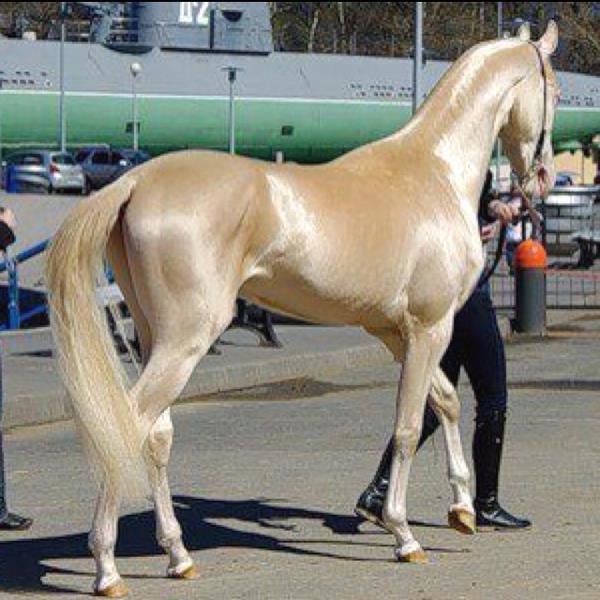 How Is This Horse Real?!