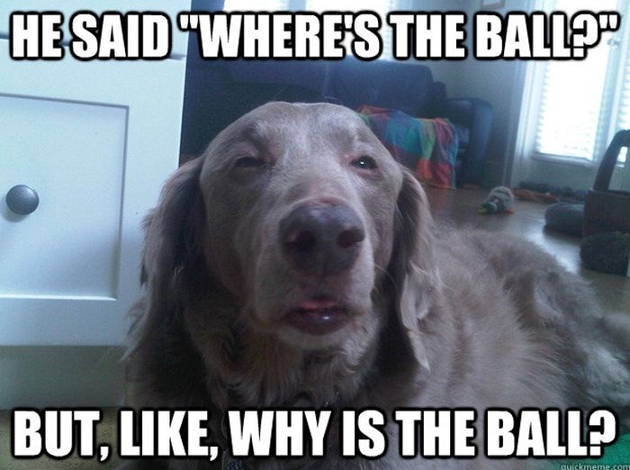 Funny Dog Memes 