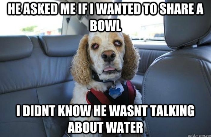 Funny Dog Memes 