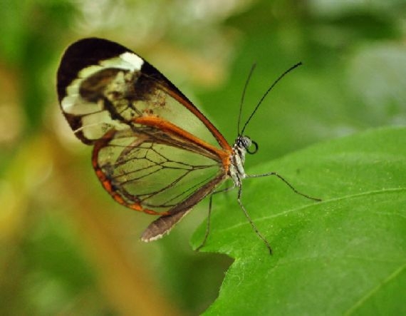 Incredible Glasswinged Butterfly 