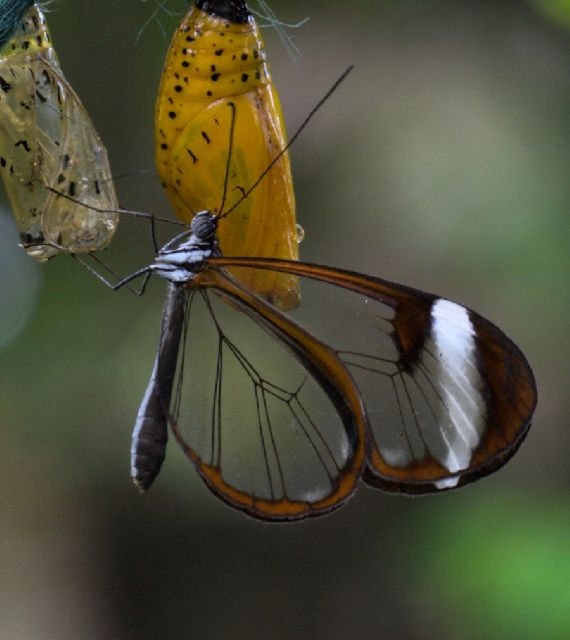 Incredible Glasswinged Butterfly 