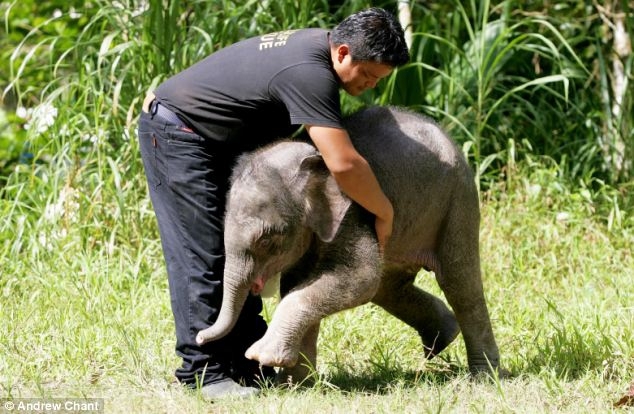 Baby Elephant Has Found a New Mum