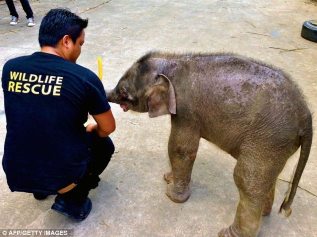 Baby Elephant Has Found a New Mum