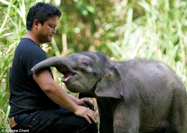 Baby Elephant Has Found a New Mum