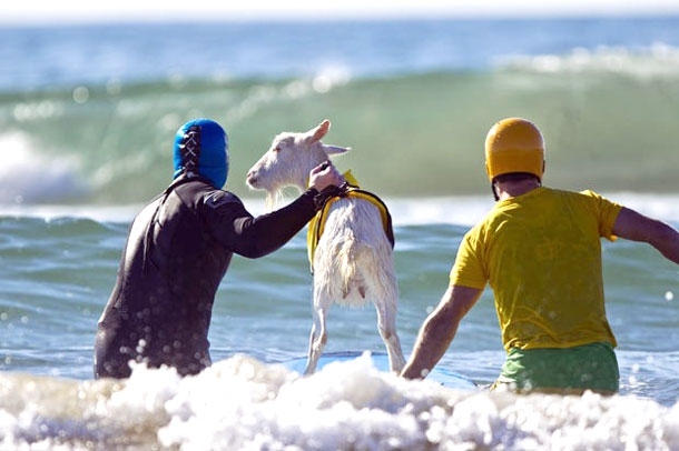 Goatee: The Incredibly Awesome Surfing Goat