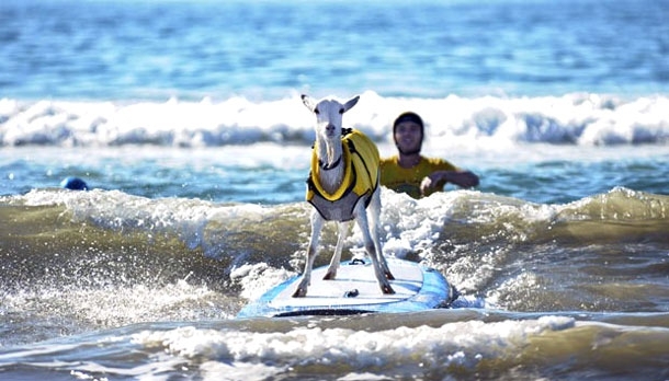 Goatee: The Incredibly Awesome Surfing Goat