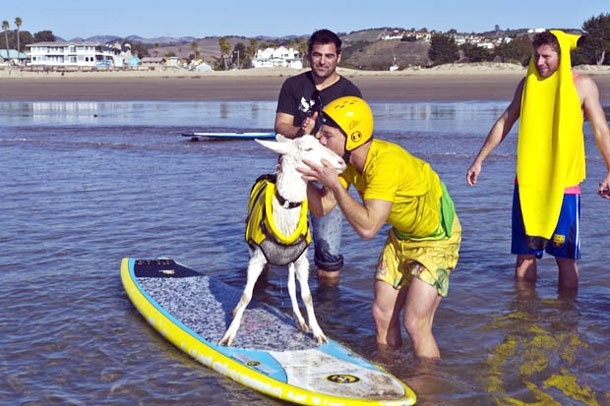 Goatee: The Incredibly Awesome Surfing Goat