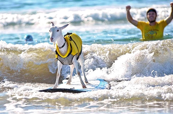 Goatee: The Incredibly Awesome Surfing Goat