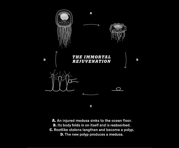 Immortal Jellyfish: The Only Known Species Known to Live Forever