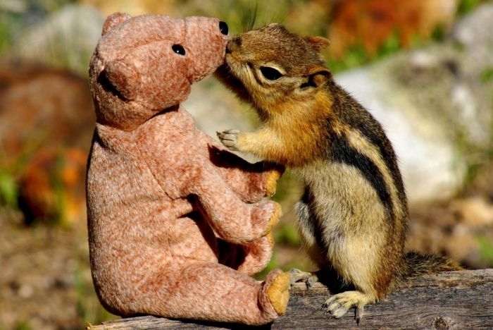 Chipmunk in Love with a Teddy Bear