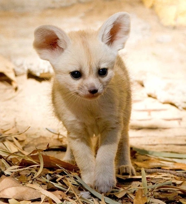 These Baby Fennec Foxes Will Make Your Heart Explode