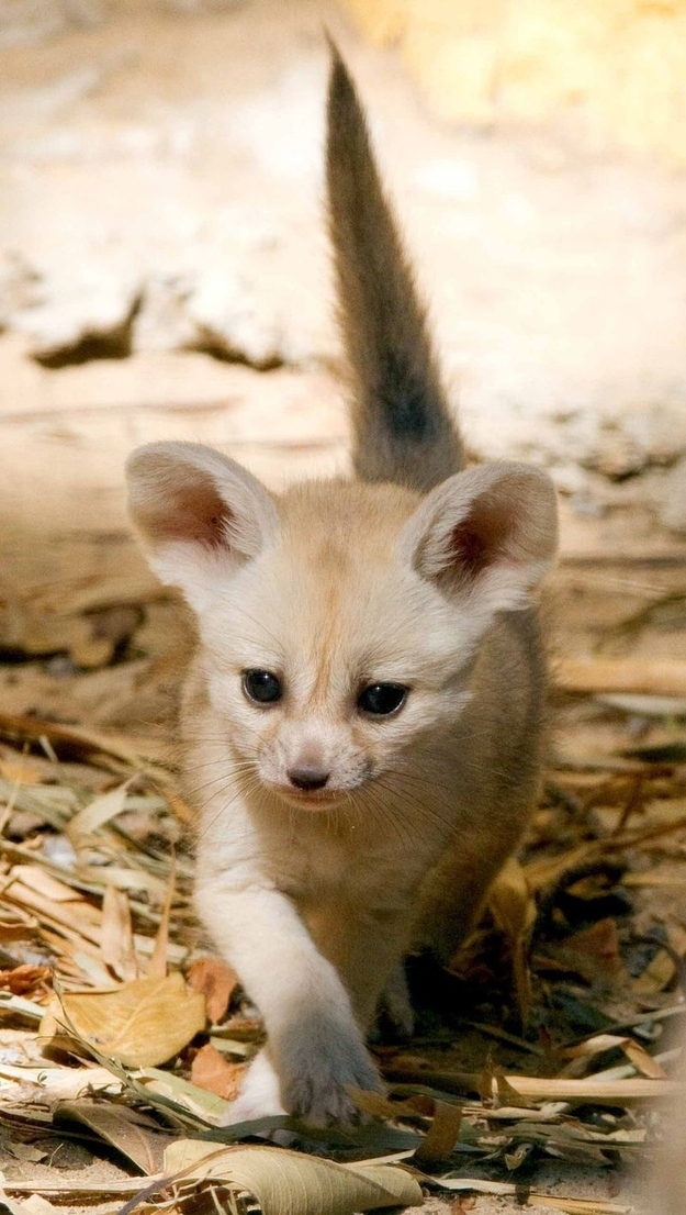 These Baby Fennec Foxes Will Make Your Heart Explode