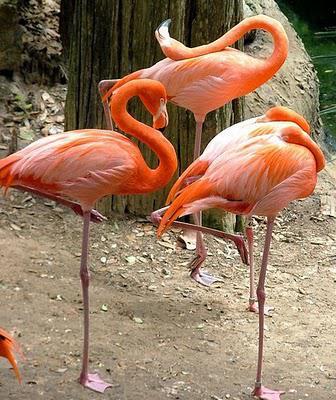 Flamingo neck curl