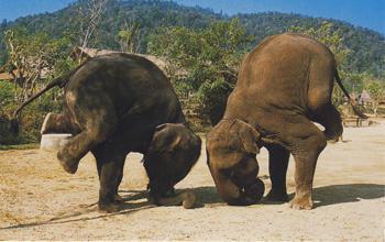 Bowing elephant