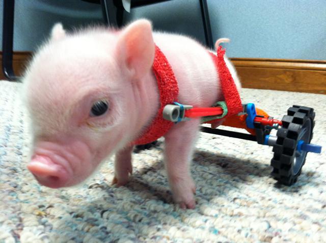 Piggy in a Wheel Chair