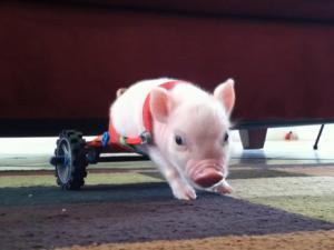 Piggy in a Wheel Chair