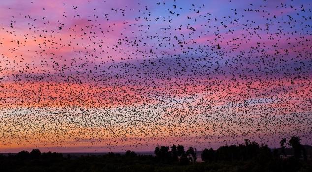 8 million bats descend on, hover over, and cram into 2.5 acres