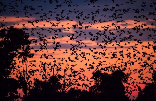 Bats Madness, 8 million Bats in Pictures