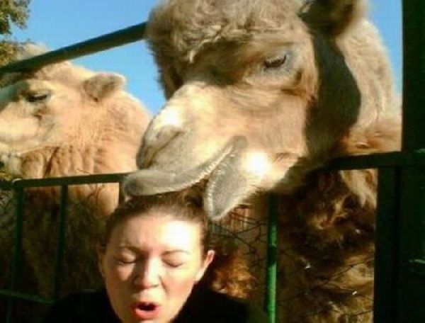 Don't Mess With The Camel!